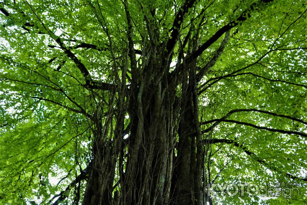 貴船神社　御神木