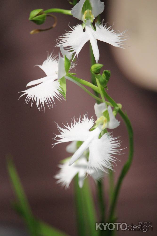 京都府立植物園　さぎ草