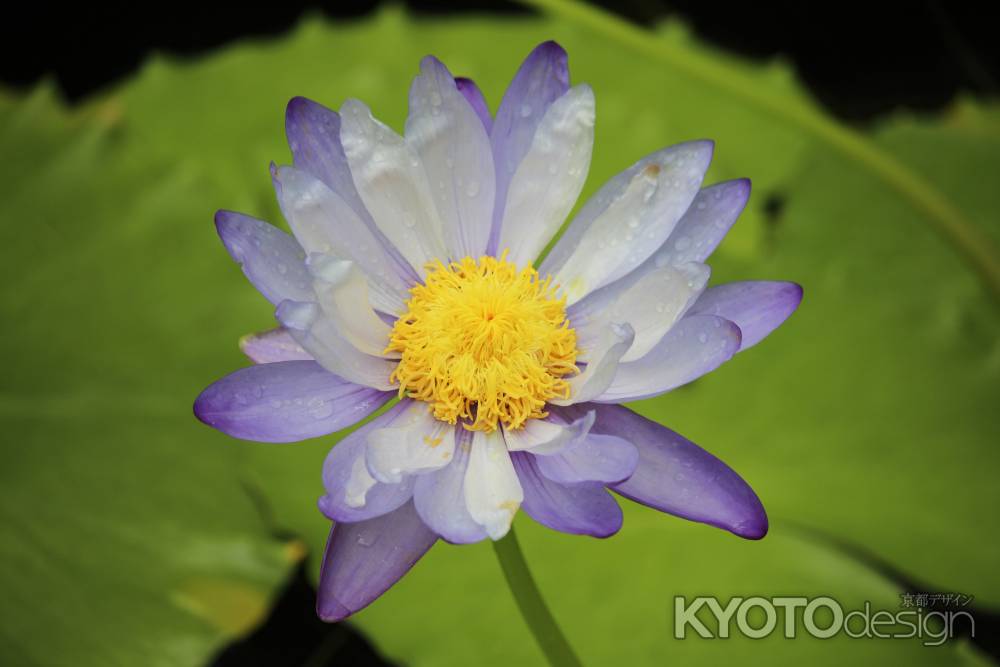 京都府立植物園 熱帯睡蓮