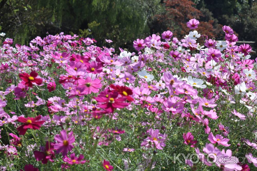 京都府立植物園　コスモス