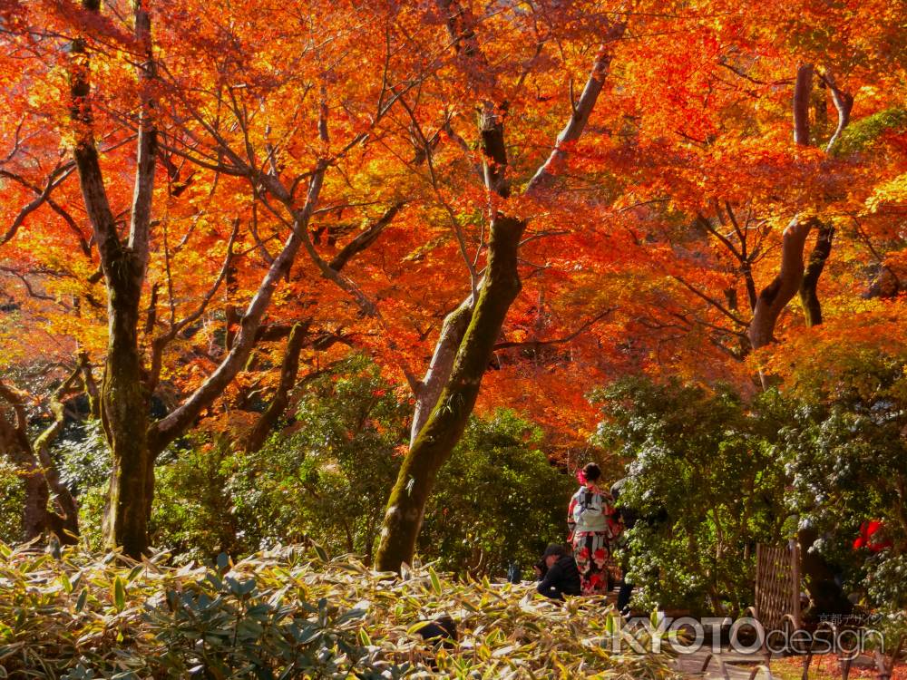 宝厳院の紅葉