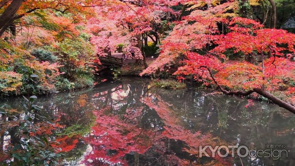 京都府立植物園　紅葉