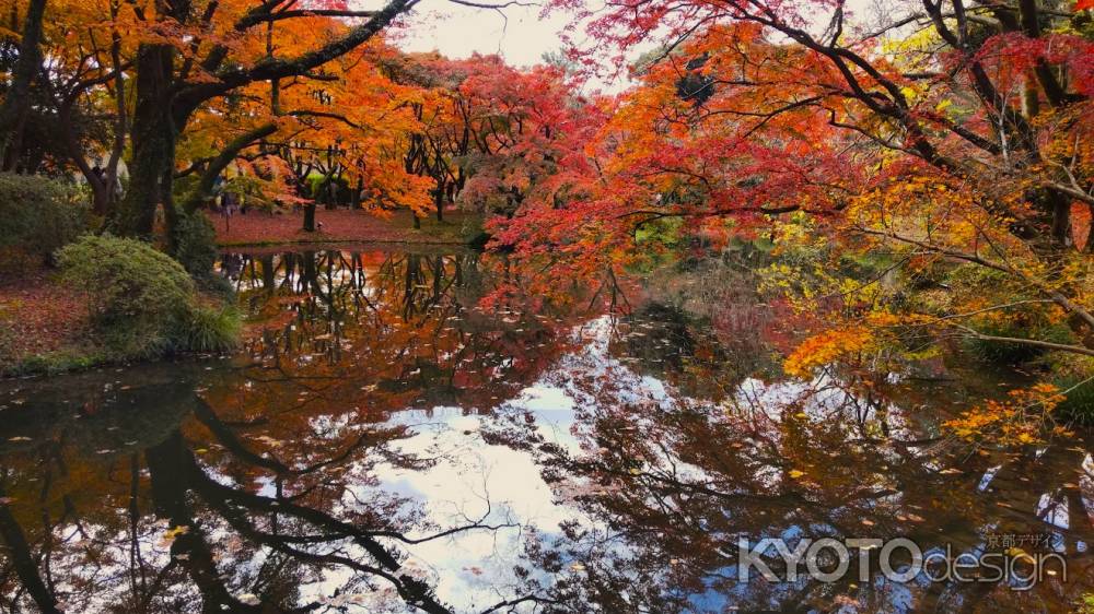 京都府立植物園　紅葉3