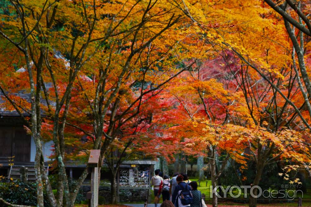 大原三千院　紅葉4