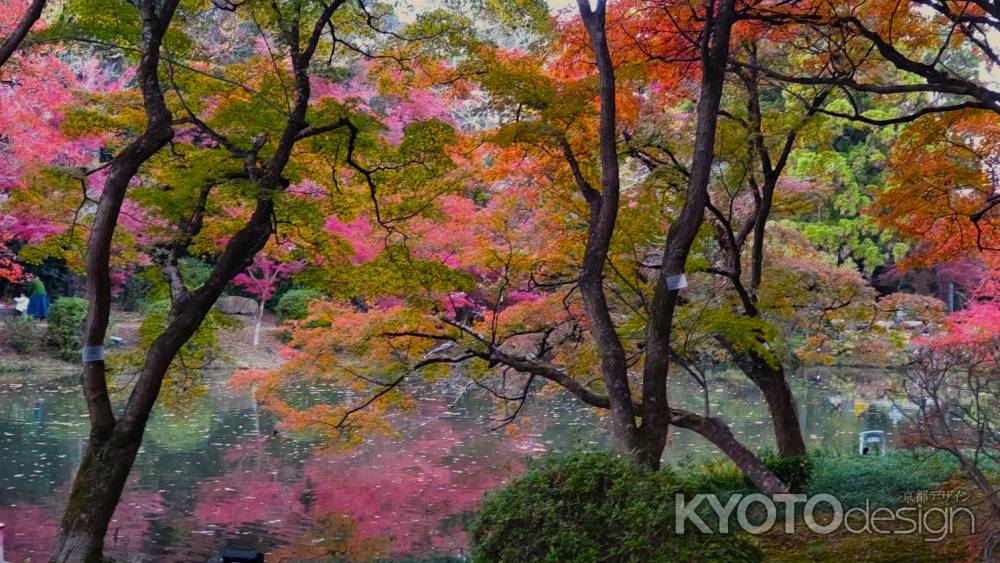 京都府立植物園　紅葉