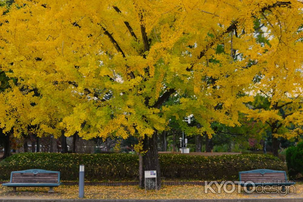 京都府立植物園　紅葉3