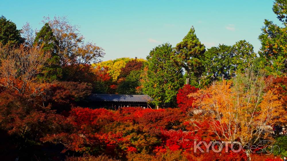 東福寺　紅葉