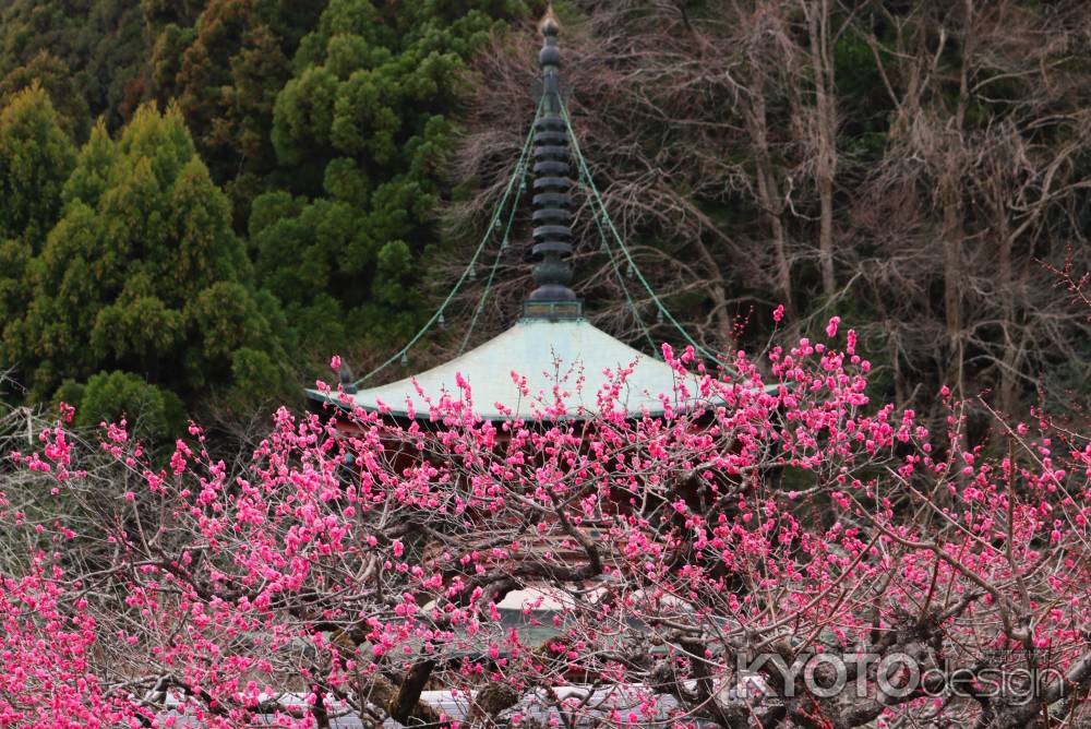 虚空蔵法輪寺の梅2