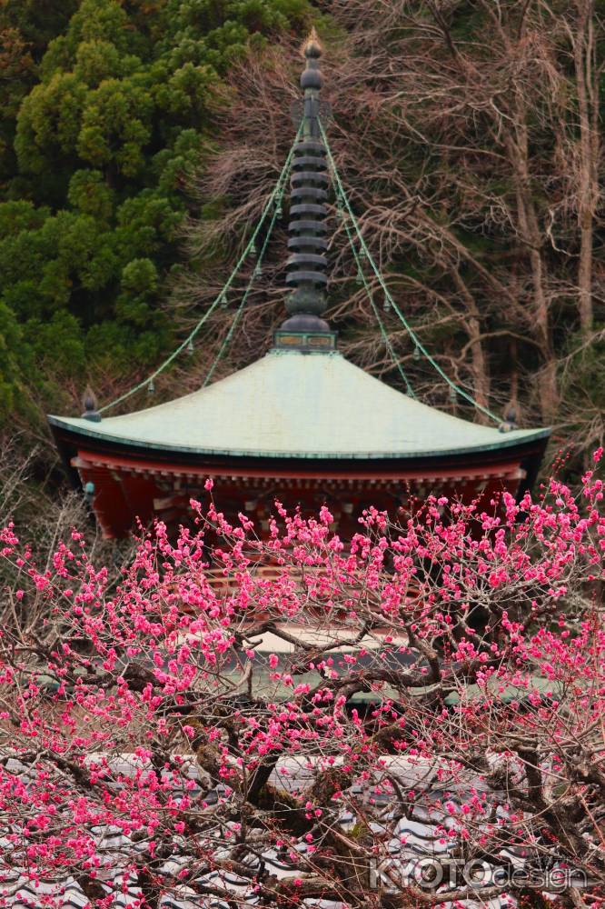 虚空蔵法輪寺の梅4