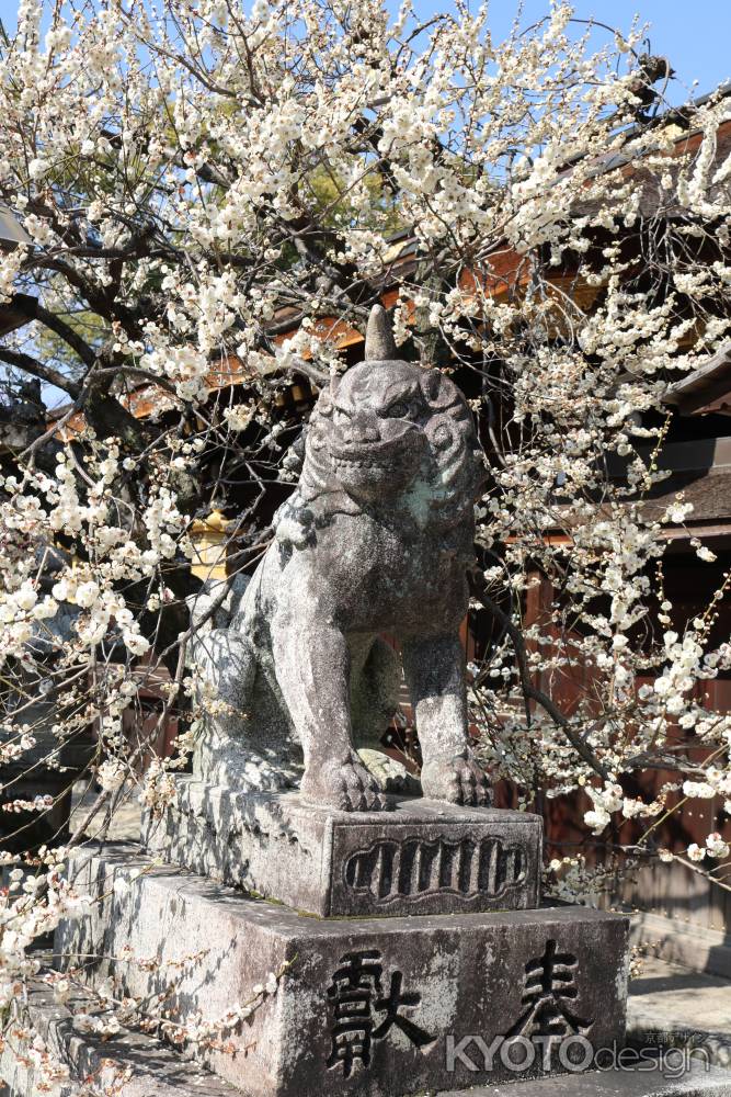 北野天満宮　狛犬と白梅