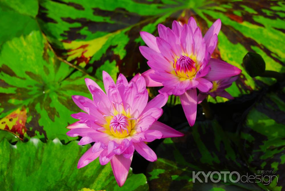 京都府立植物園　睡蓮