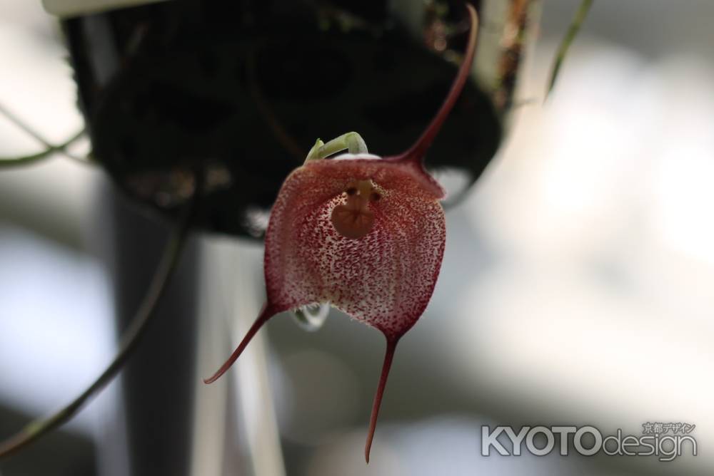 京都府立植物園　猿草