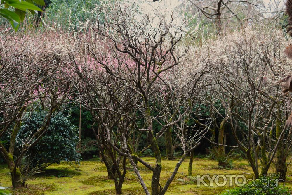 龍安寺　梅