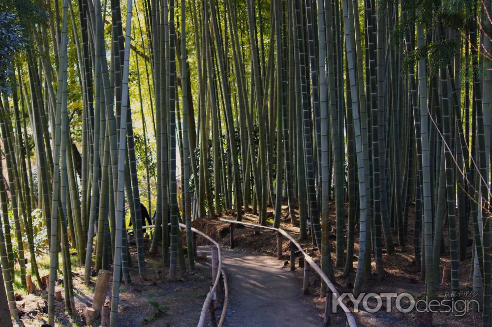 高台寺　竹林