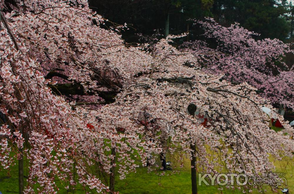 醍醐寺　桜