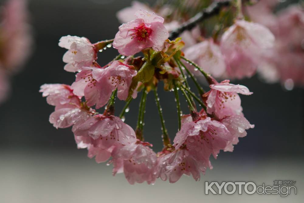 醍醐寺の桜2