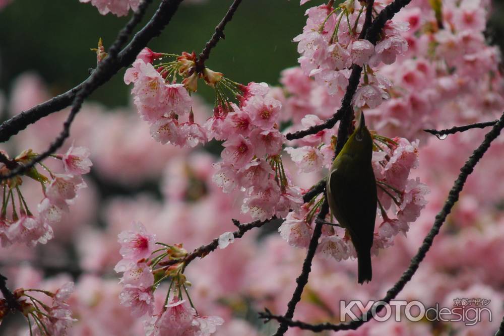 醍醐寺の桜3