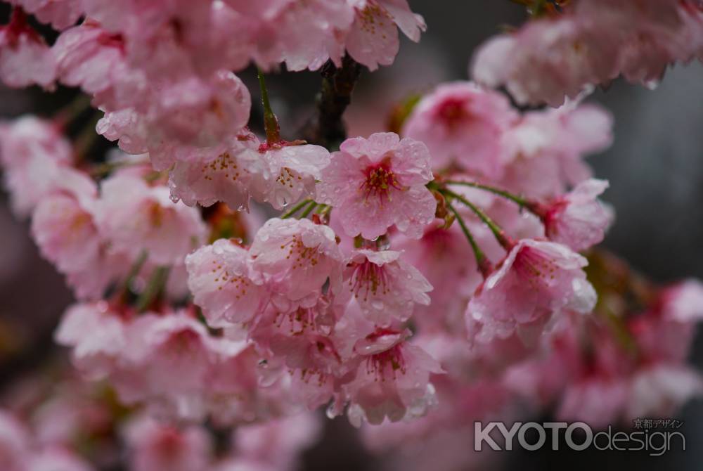 醍醐寺の桜4