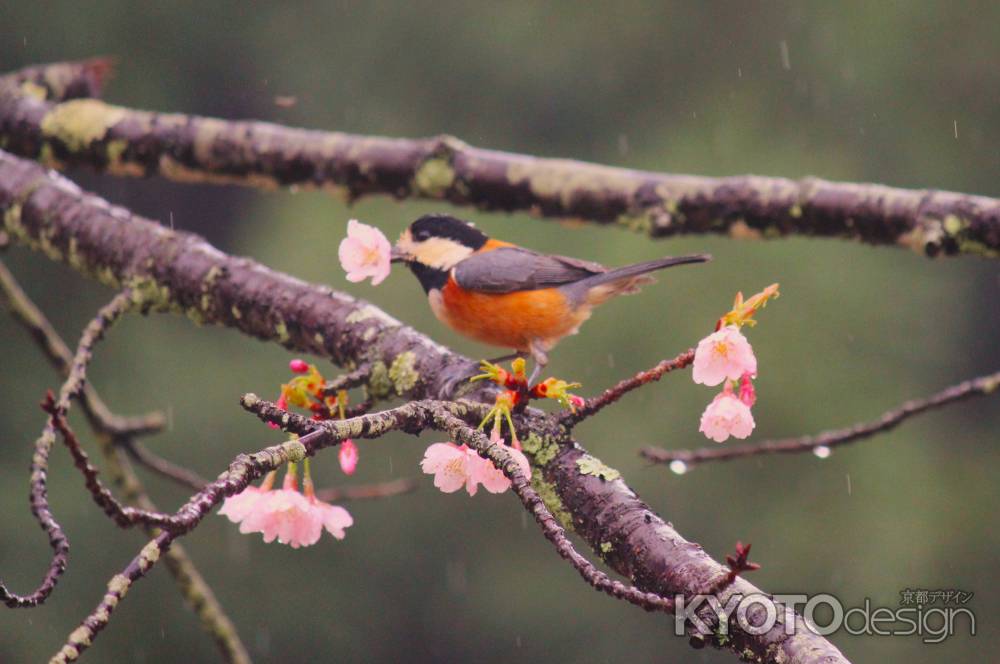 醍醐寺の桜5