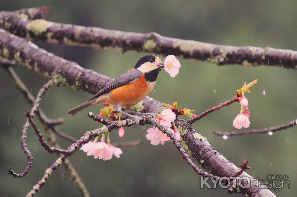 醍醐寺の桜8