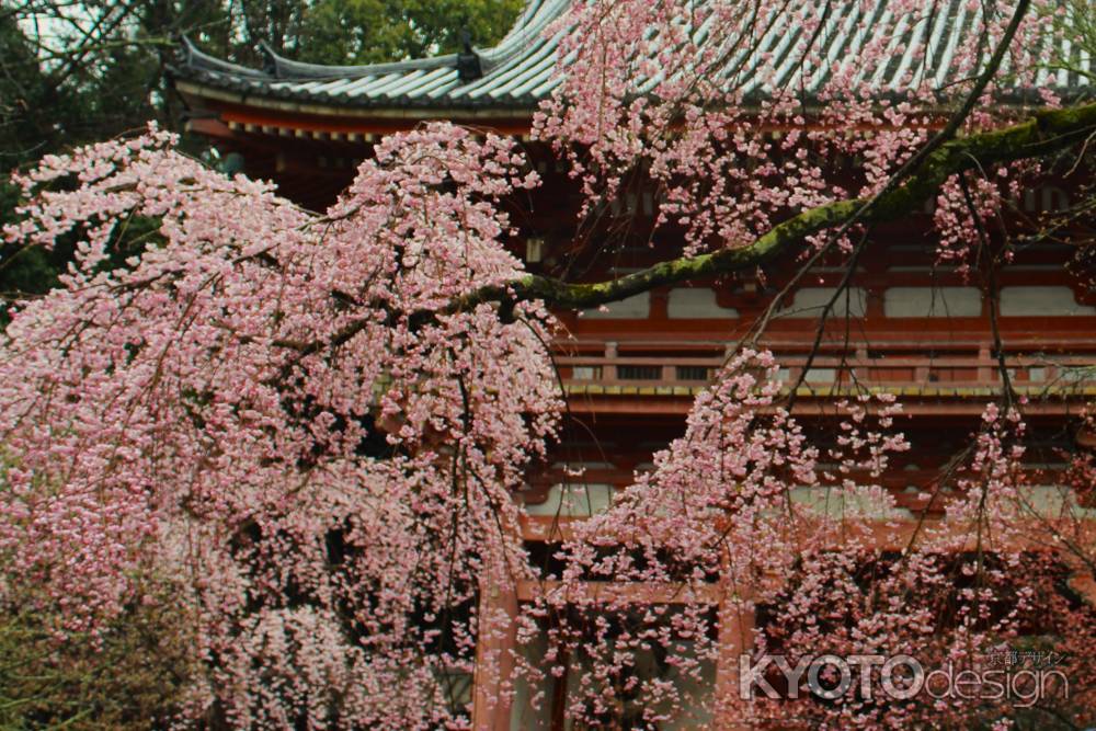 醍醐寺の桜6