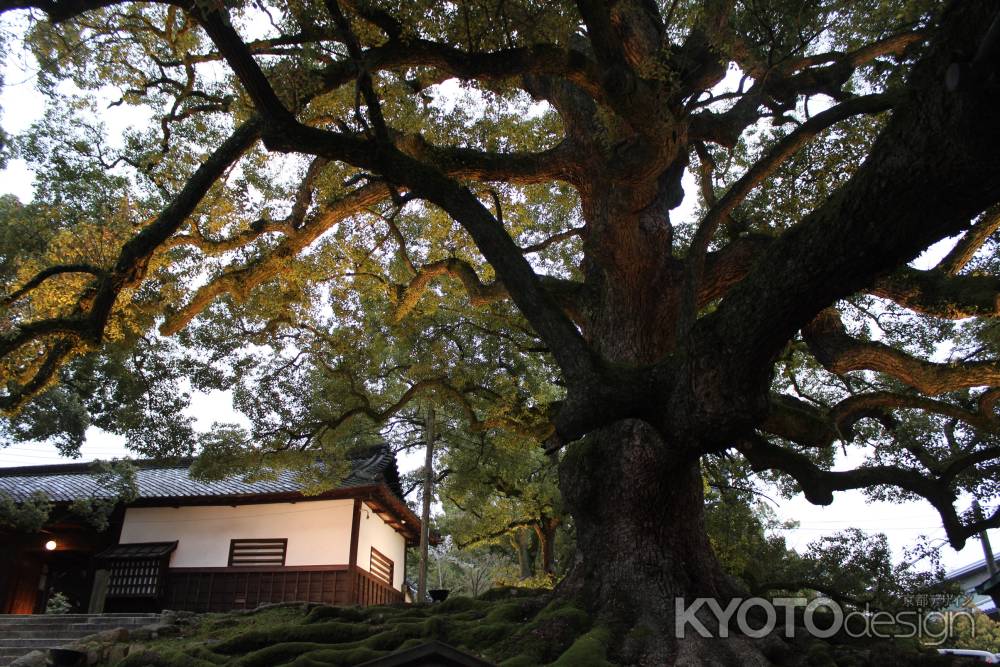 青蓮院の大楠2015