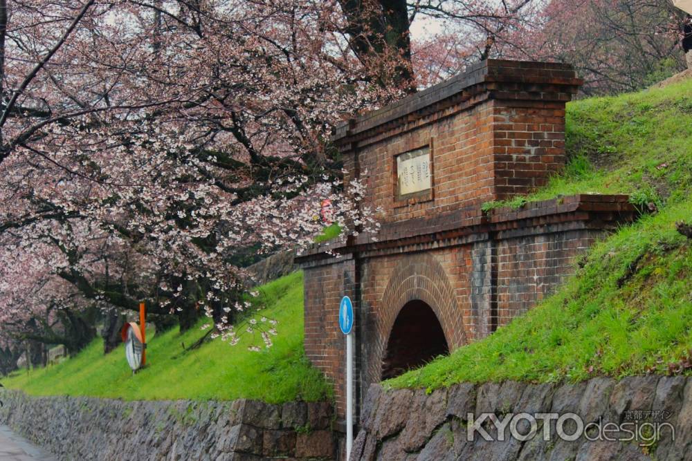 インクラインの桜