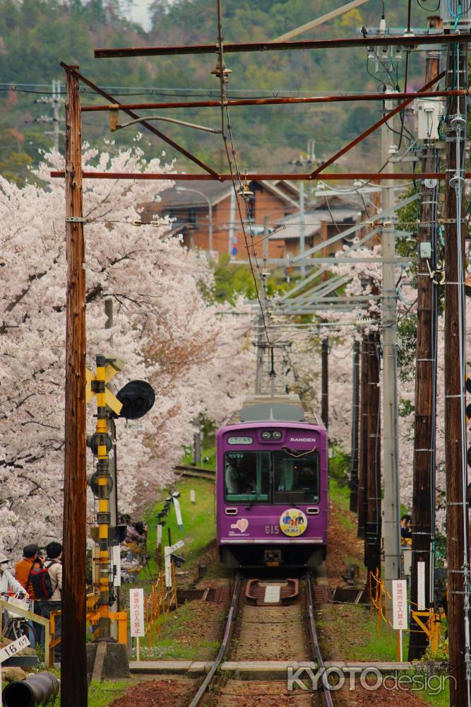 嵐電桜のトンネル