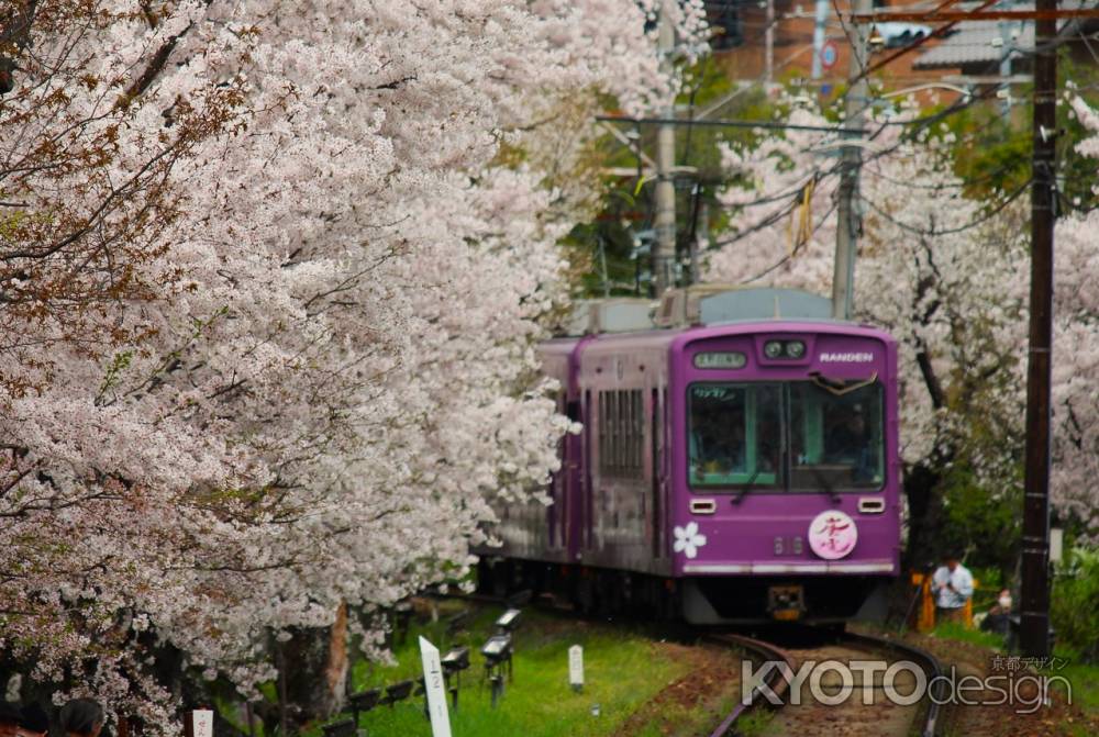 嵐電桜のトンネル3