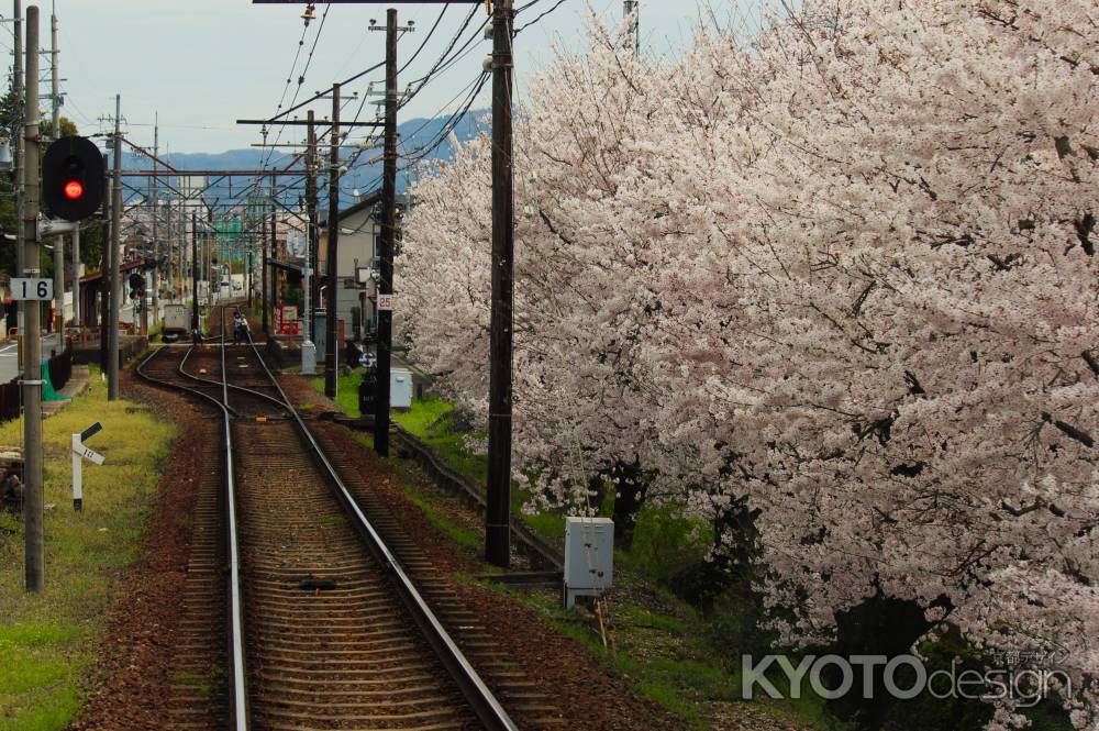 嵐電沿線の桜