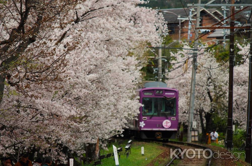 嵐電桜のトンネル4