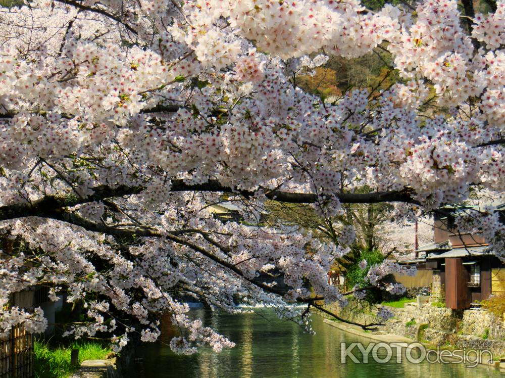 嵐山公園の桜