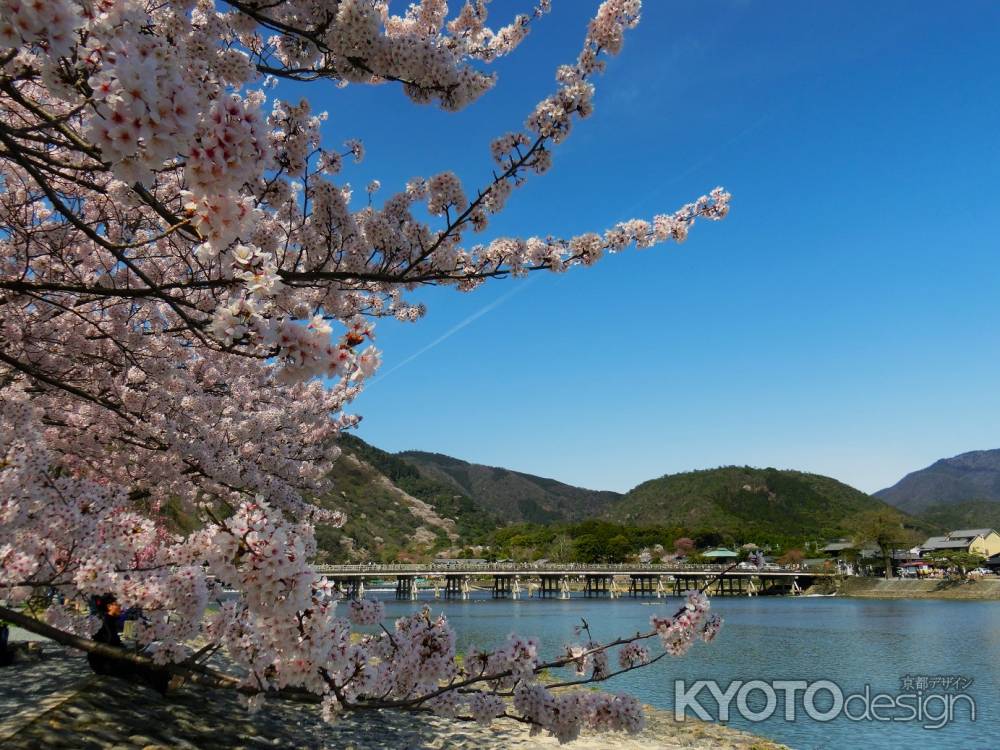 嵐山公園の桜