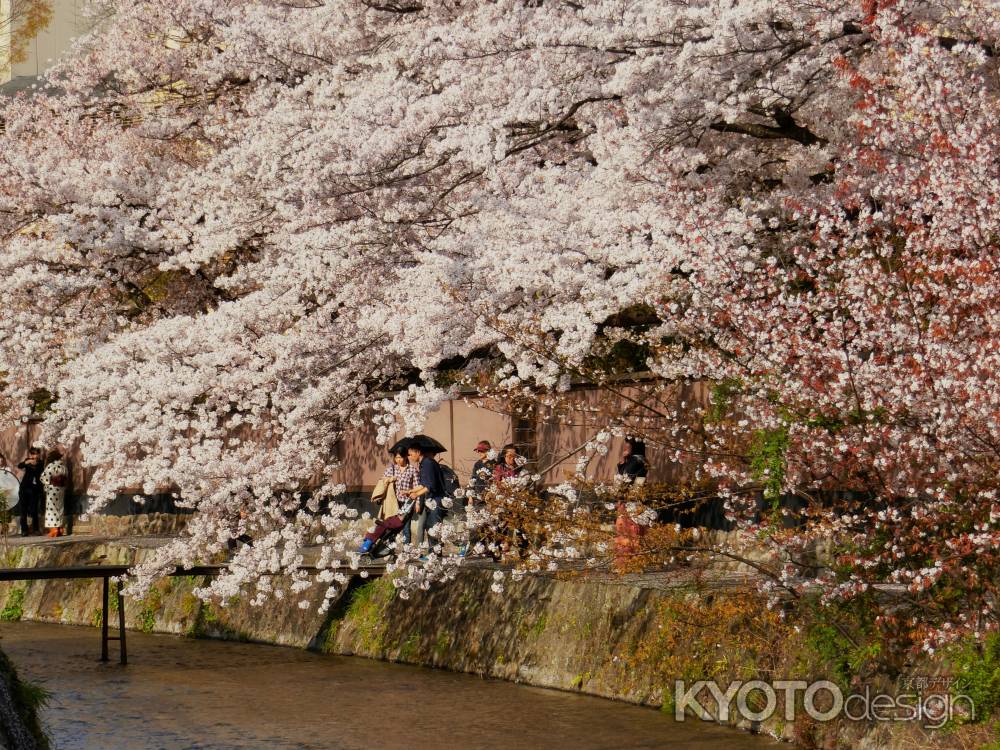 岡崎公園白川沿いの桜