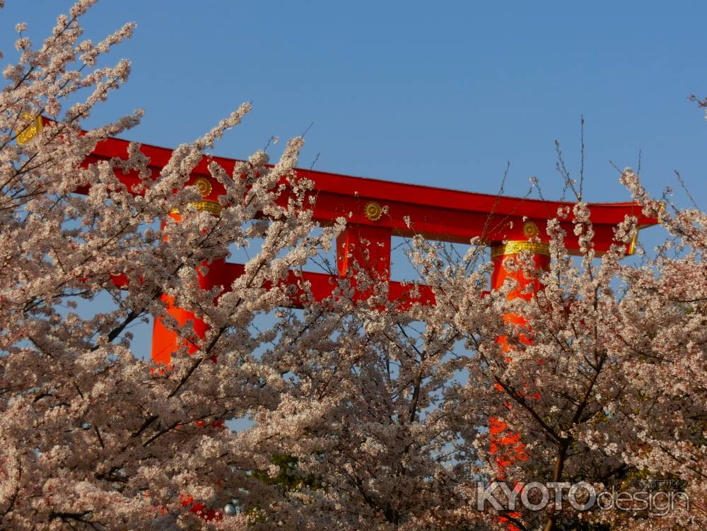 平安神宮大鳥居と桜