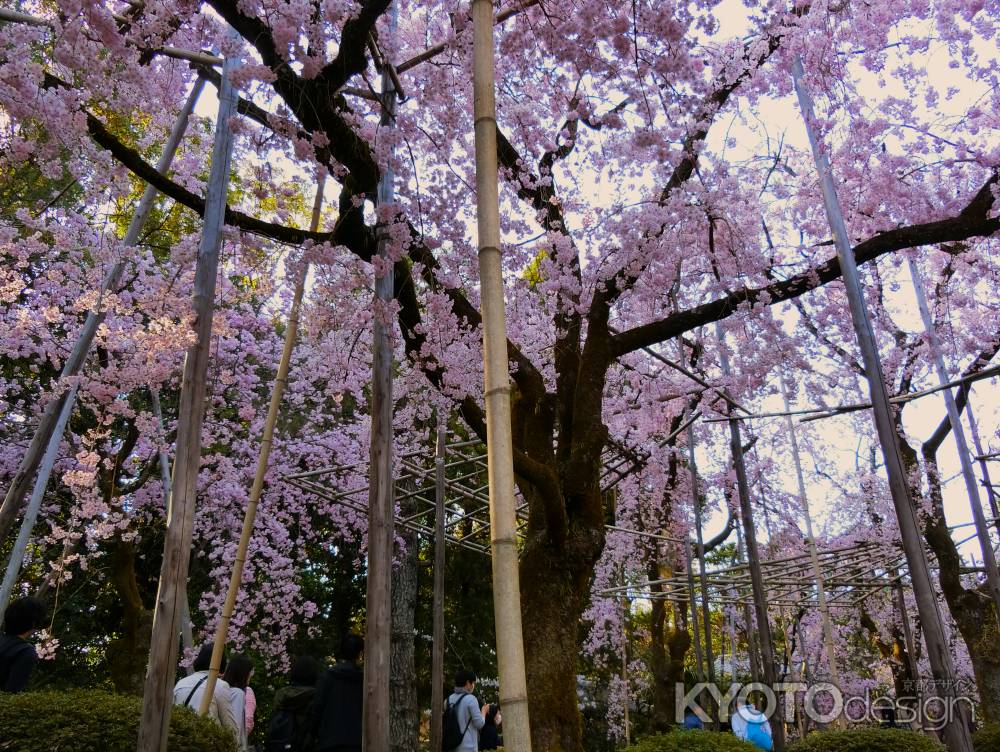 岡崎公園と桜