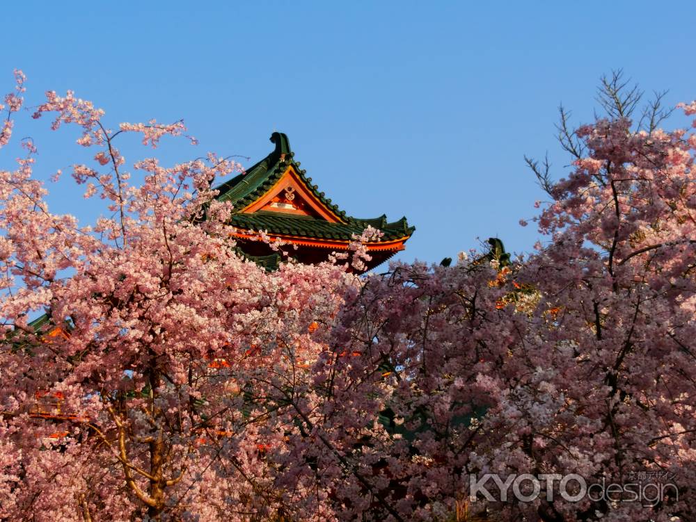 平安神宮神苑の桜