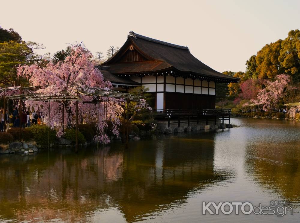 平安神宮神苑の桜