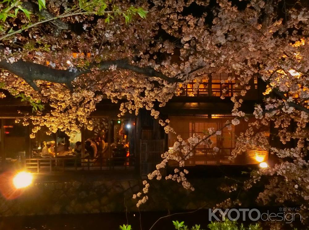 祇園白川沿いの桜