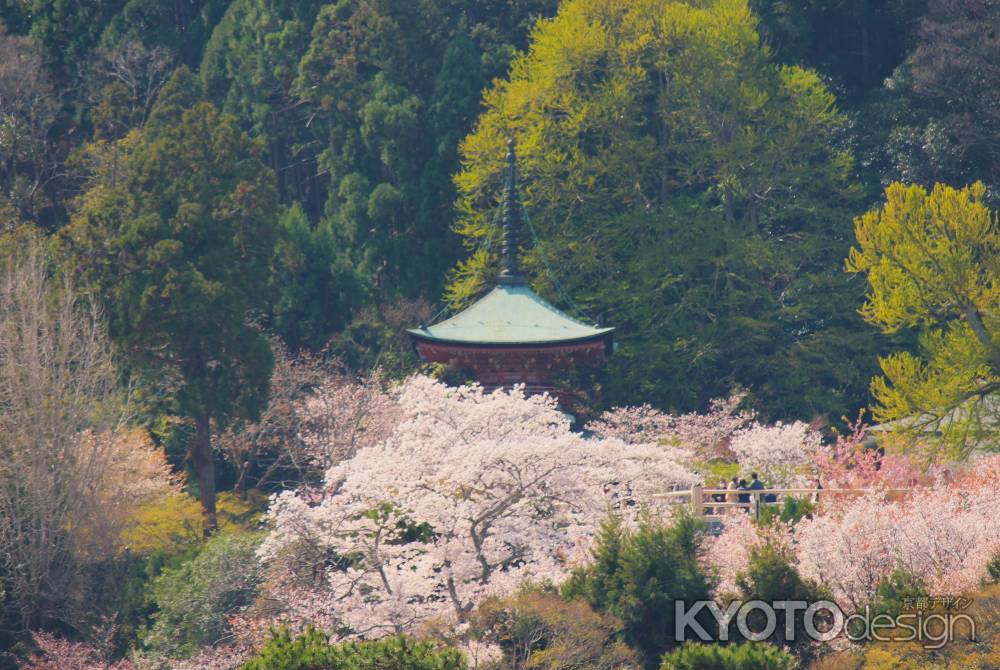 虚空蔵法輪寺の桜