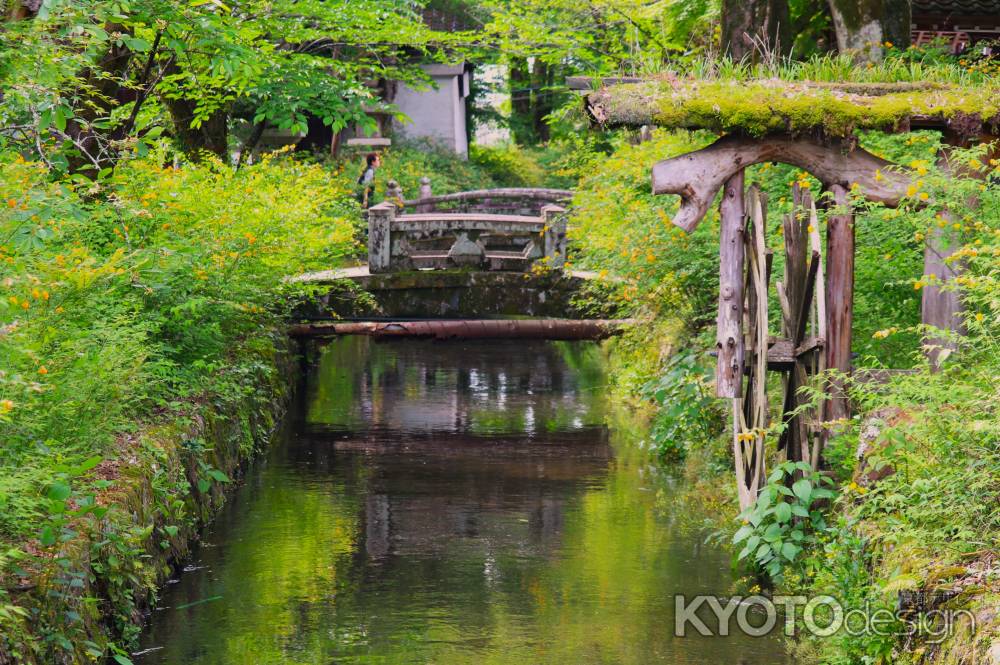 松尾大社の山吹2