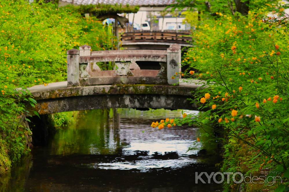 松尾大社の山吹4