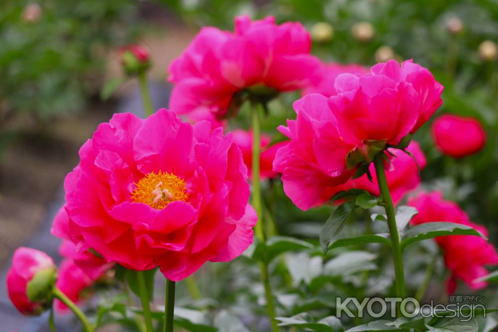 京都府立植物園　芍薬