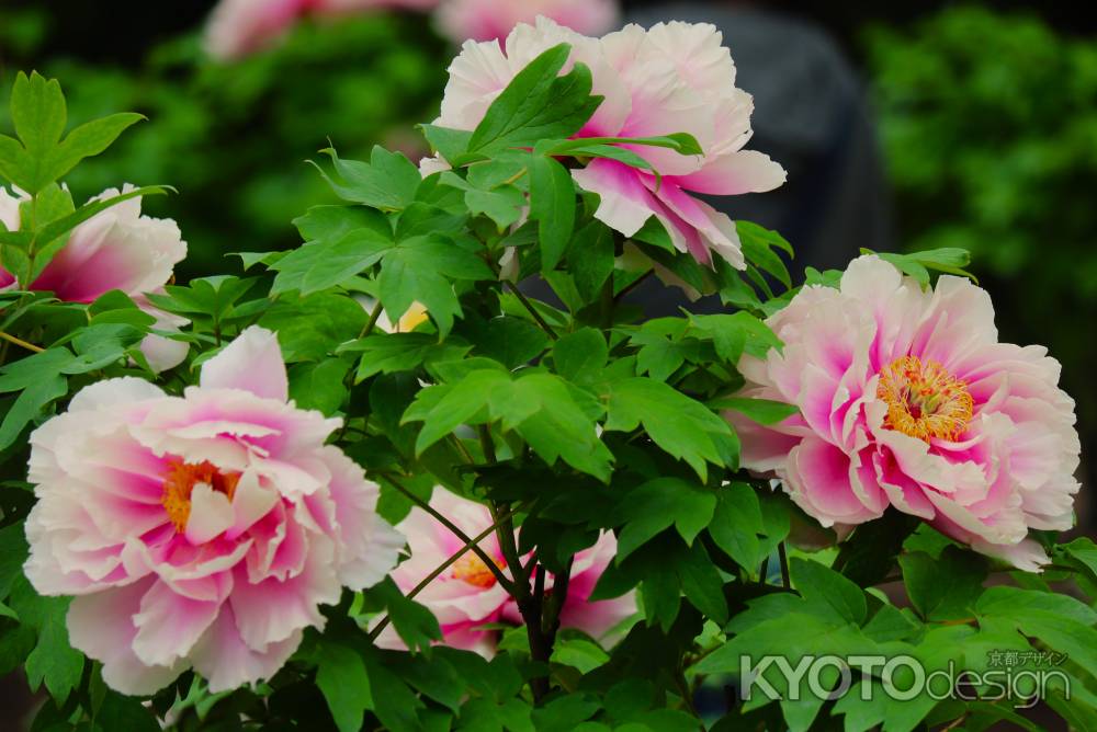 京都府立植物園　ぼたん