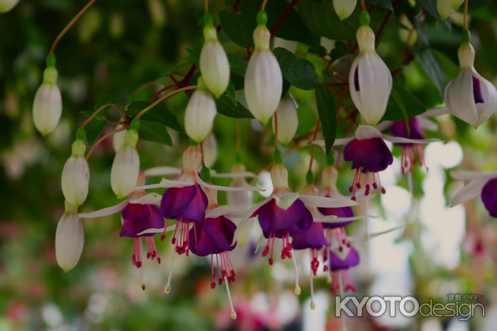 京都府立植物園　温室のフクシア2