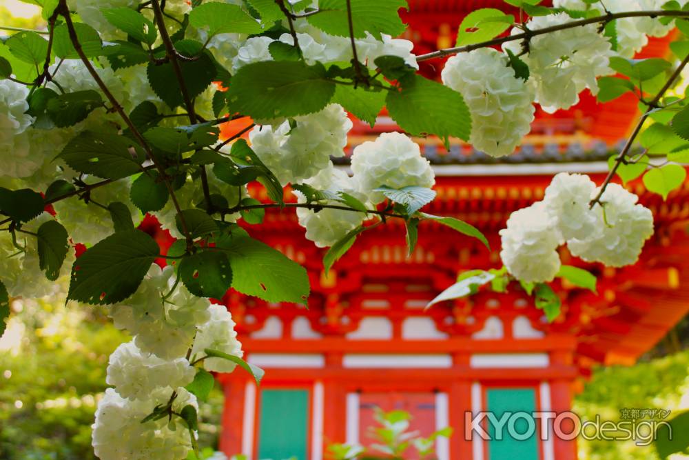 岩船寺　三重塔とおおでまり②