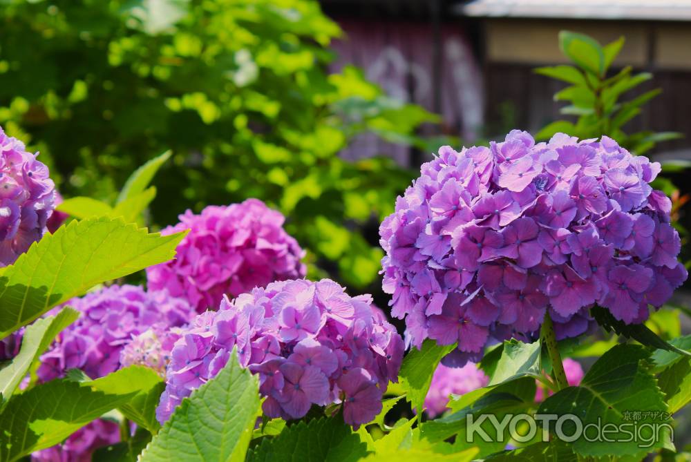 白川沿いの紫陽花1