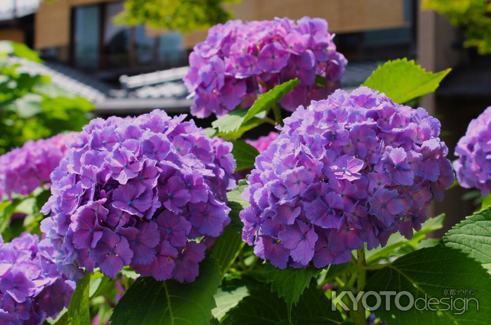 白川沿いの紫陽花2