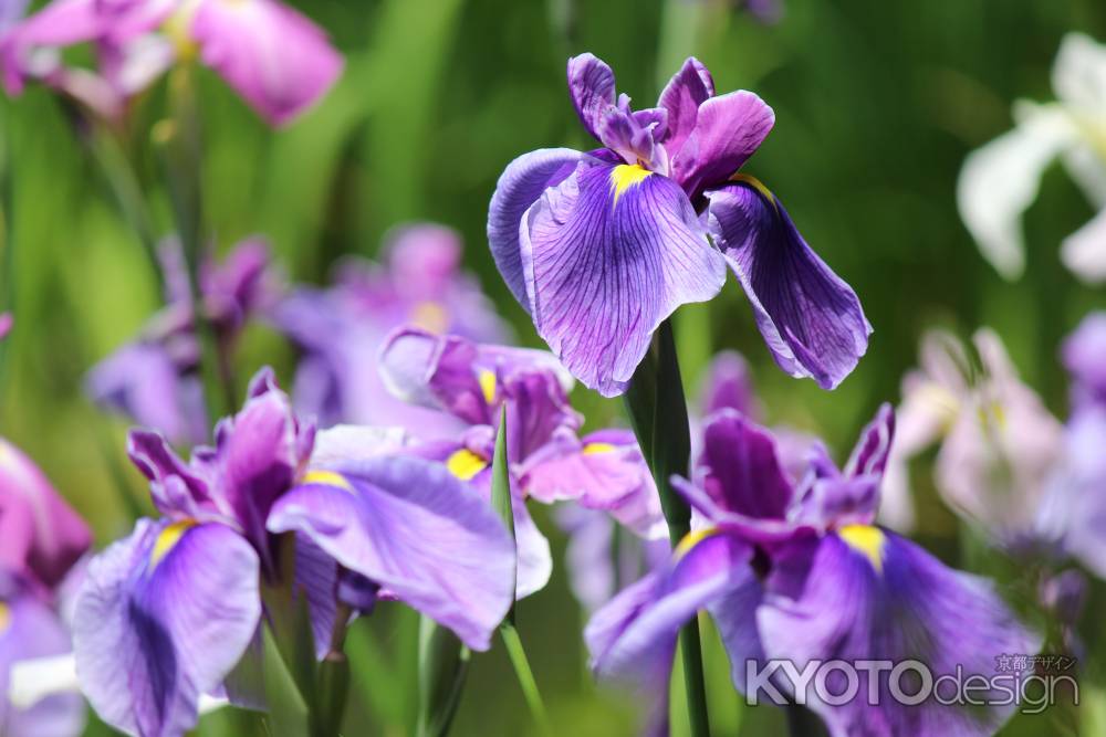 平安神宮神苑の花菖蒲2