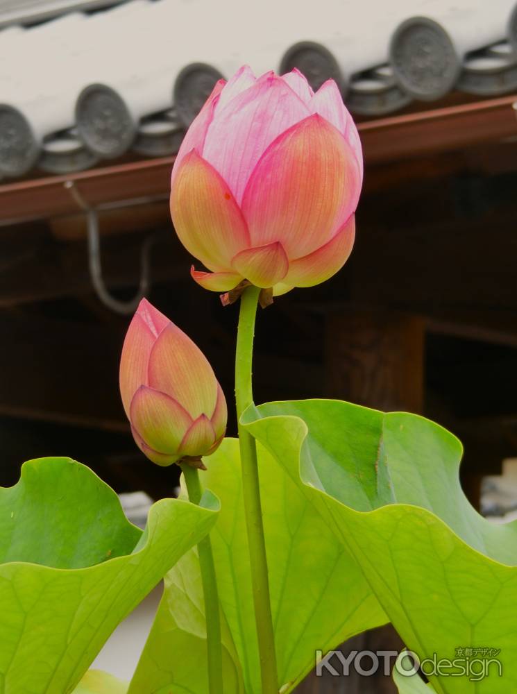 東福寺　蓮の花